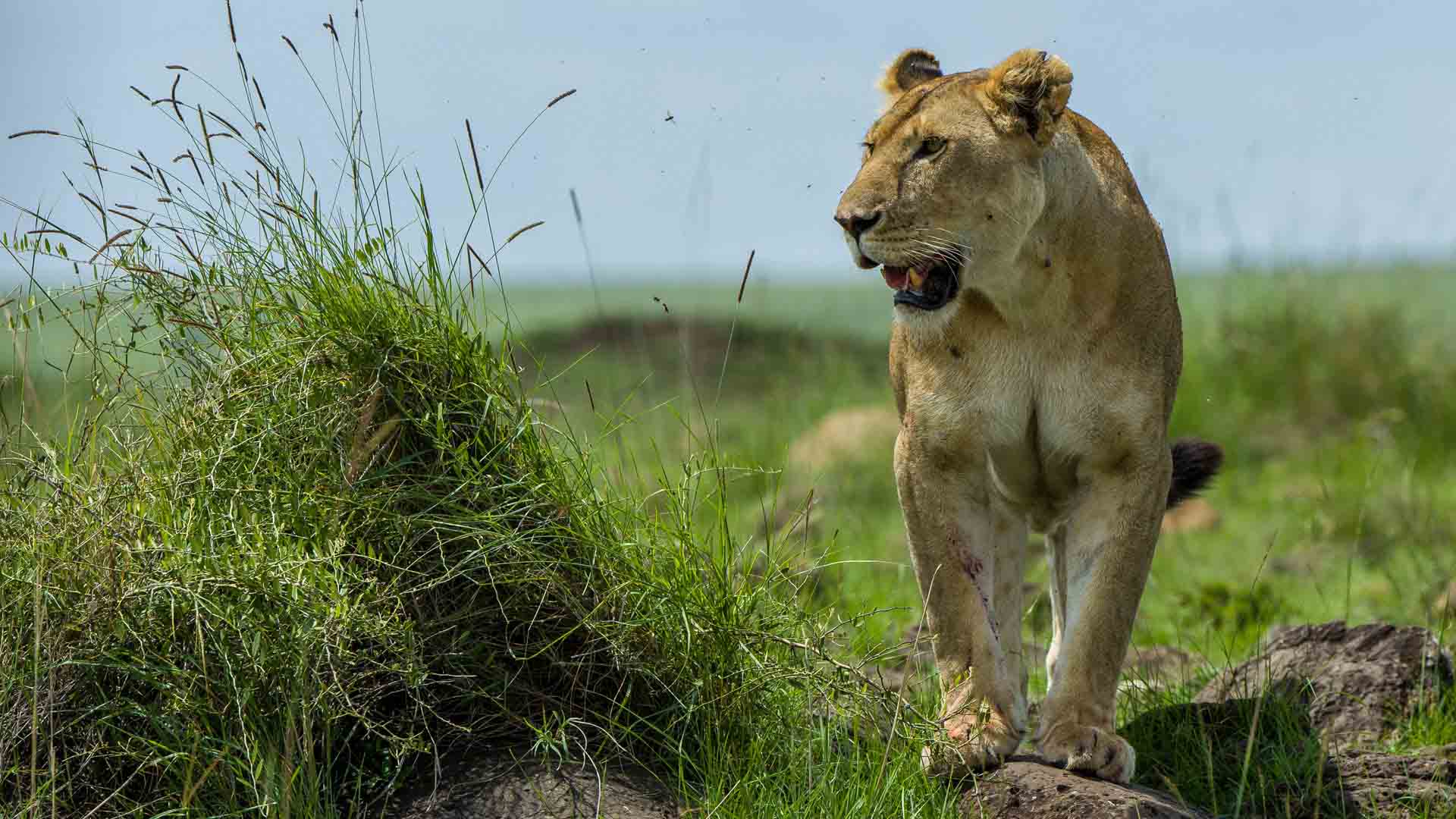 Parc National de Meru, centre du Kenya