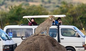 2 days Safari from Mombasa to Tsavo East