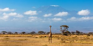 Amboseli Wildlife