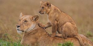 Lions Masai Mara