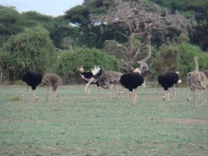 Birds Amboseli Ostriches