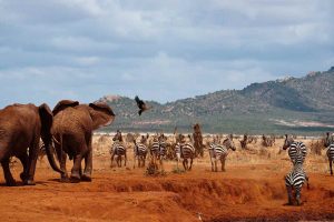 Tsavo West East Safari