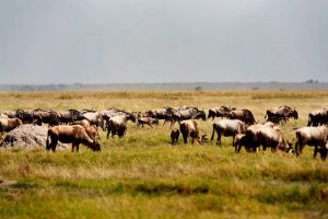 3 day Amboseli Safari