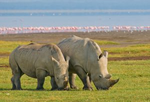 lake Nakuru safaris Rhino