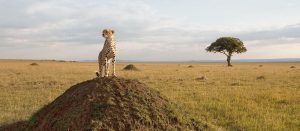 Masai Mara Lodge safari