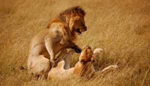 Lion and Lioness Masai Mara