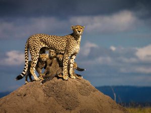 Cheatah with cubs Masai Mara