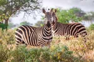 Tsavo west safari and beach