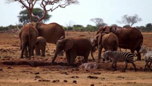 Tsavo East Kenya