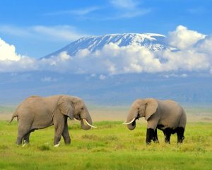 Safari-au-Kenya-de-2-jours-à-Amboseli-depuis-Nairobi