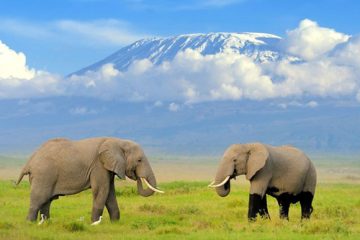 Safari-au-Kenya-de-2-jours-à-Amboseli-depuis-Nairobi