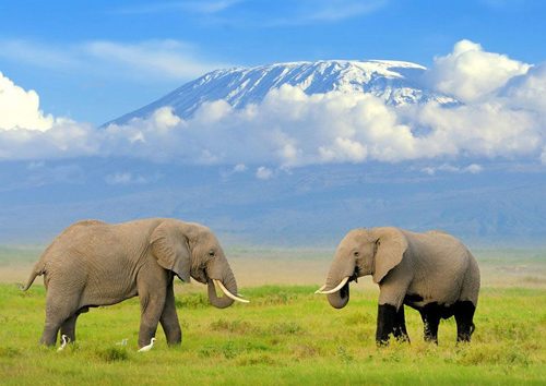 Safari-au-Kenya-de-2-jours-à-Amboseli-depuis-Nairobi