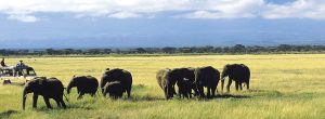 Safari-de-2-jours-à-Amboseli-depuis-Nairobi