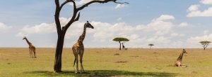 Safari-de-9-jours-au-départ-de-Nairobi-et-arrivée-à-Mombasa-au-Kenya