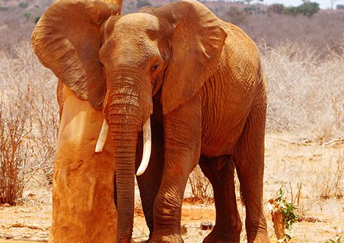 3-jours-à-Tsavo-Est-et-au-sanctuaire-de-Taita-Hill