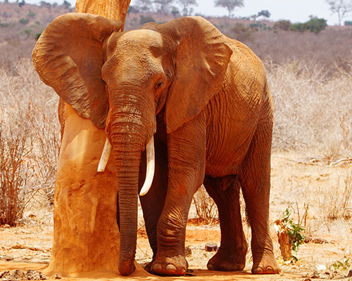 3-jours-à-Tsavo-Est-et-au-sanctuaire-de-Taita-Hill