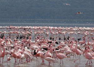 12 days Kenya Tanzania Safari Nakuru Flamingoes