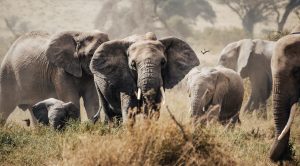 3 days safari Kenya Amboseli cheap