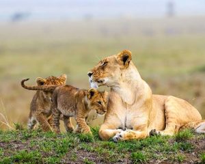 5-jours-de-safari-Masai-Mara,-lac-Nakuru-et-Naivasha