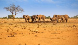 Day trip Tsavo East from Mombasa