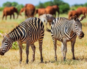 Safari-2-jours-Tsavo-Est