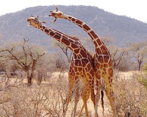 5 jours dans la réserve nationale de Samburu et Meru