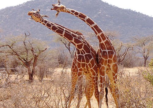 5 jours dans la réserve nationale de Samburu et Meru