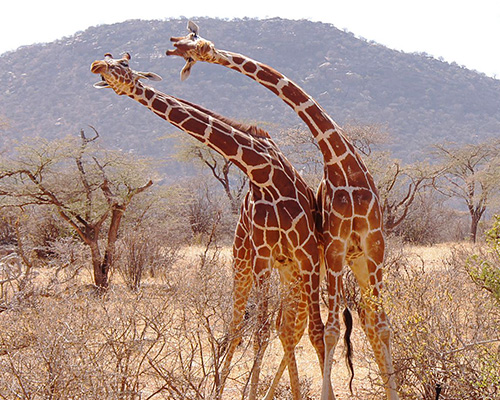 5 jours dans la réserve nationale de Samburu et Meru