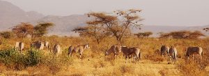 Safari-de-2-jours-dans-le-parc-national-de-Tsavo-Est-au-départ-de-Mombasa