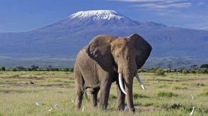 Safari d'un jour à Amboseli