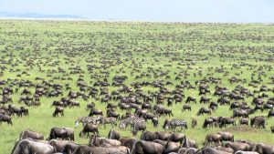 Tanzania Kenya Combined tour 12 days