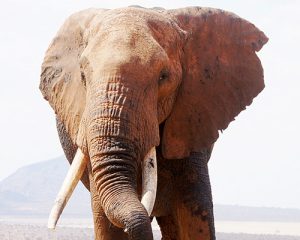 Un-safari-d'une-journée-à-Amboseli