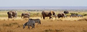 Un-safari-d'une-journée-dans-le-parc-national-d'Amboseli