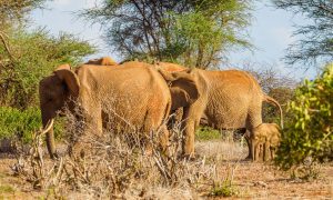 les elefant rouge 3 jour Tsavo