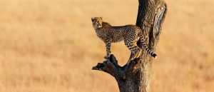 Kenya safari packages