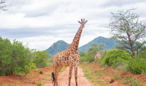 2 day safari mombasa ngutuni salt lick