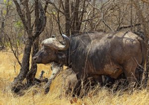 2 days ngutuni salt lick safari