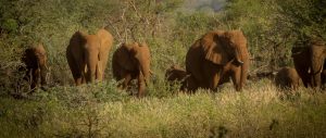 Tsavo West National Park