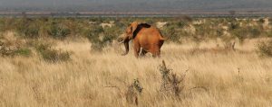 Tsavo West Kenya