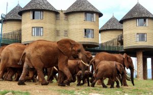 3 Day Mombasa Safari Taita Hills