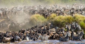 3 day Masai Mara safari from Diani