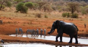 5 Day Mombasa safari wildlife