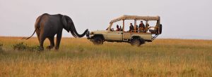 elephant on game drive