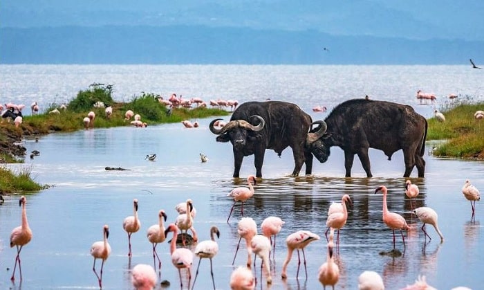 Lake nakuru safari