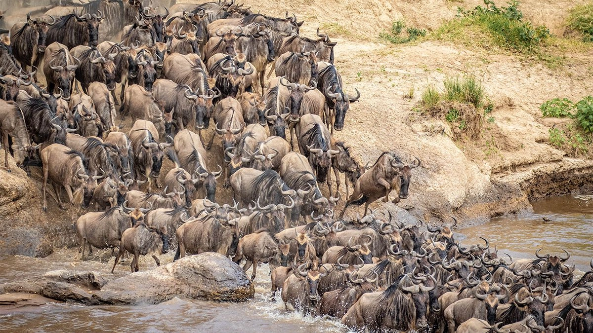 Masai Mara Gnu