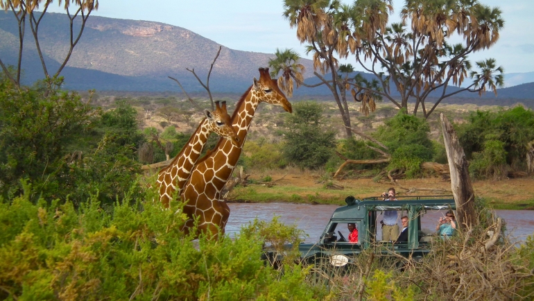 10 jours safari Kenya