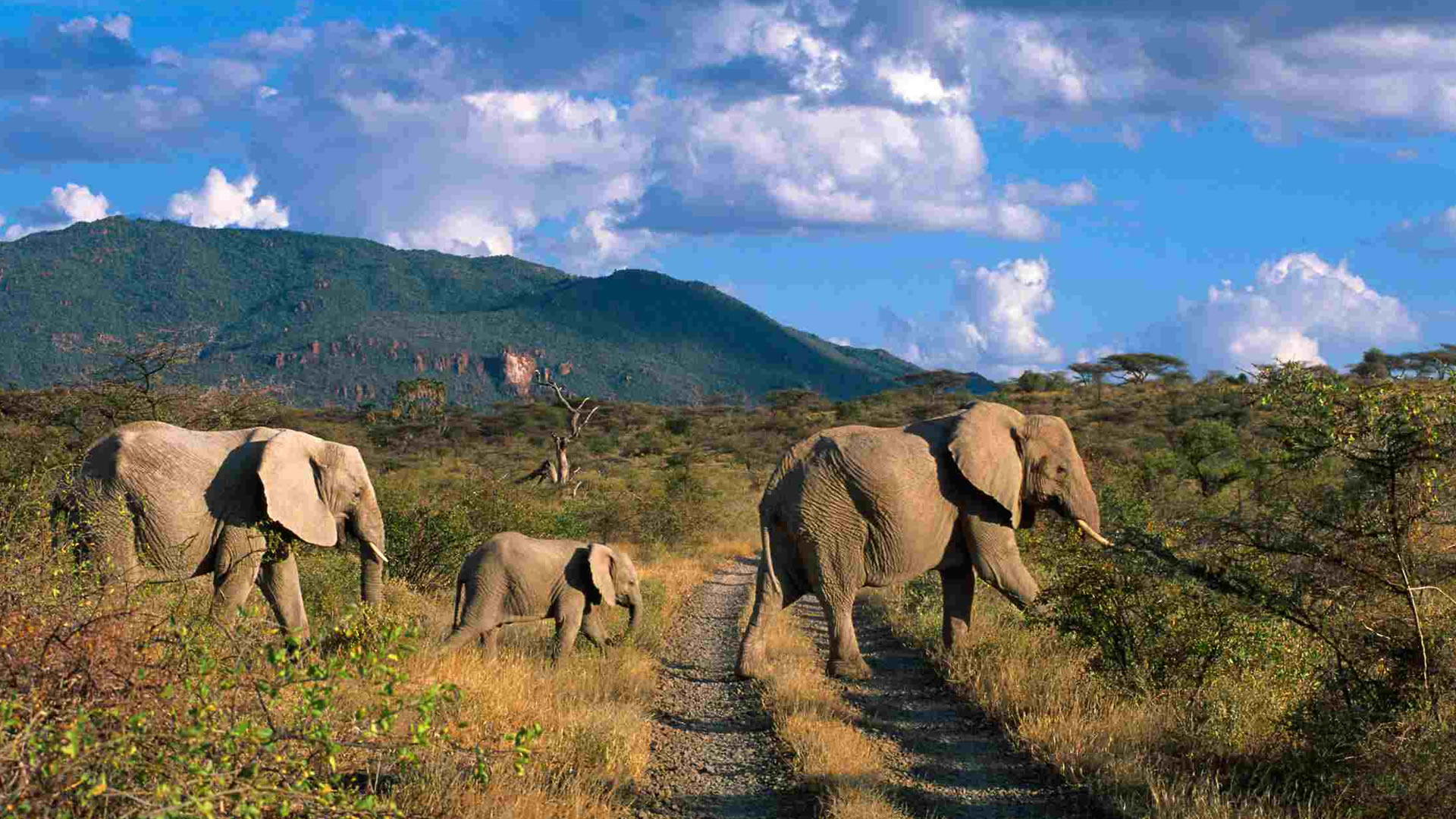 shimba hills safari