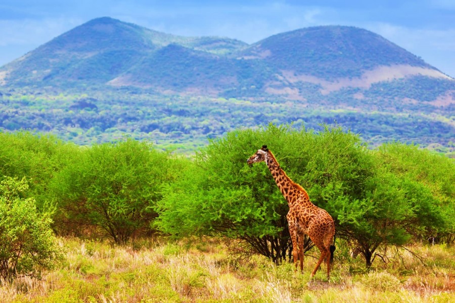 Tsavo Kenya safari