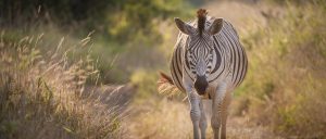 Zebras Africa