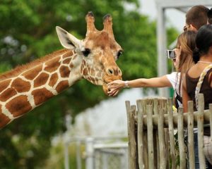 Centre-des-Girafes-de-Nairobi-et-Parc-National-de-Nairobi